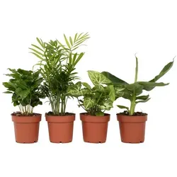 Plant in a Box - Vier Pflanzenmix - Chamaedorea, Musa, Syngonium, Coffea - Zimmerpflanzen-Mix mit 4 luftreinigenden Pflanzen, pflegeleicht und ideal für frischen Sauerstoff im Wohnzimmer oder Büro. Lieferung in stabilen Töpfen, Höhe 25-40cm.