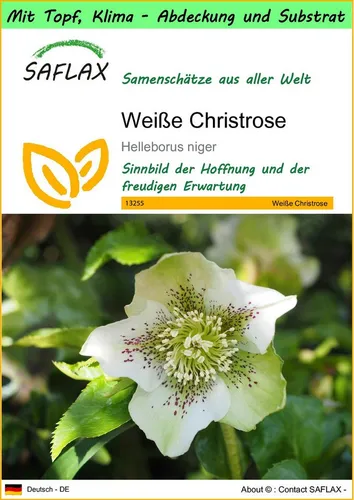 SAFLAX Blumensamen SAFLAX - Garden to go - Weiße Christrose
