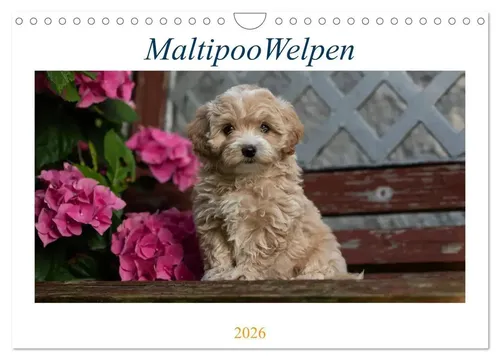 Tanja Schultz | Maltipoo Welpen Wandkalender 2026 von CALVENDO