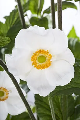 Anemone sylvestris 9x9 cm Topf – Winterhart, Mehrjährig, Pflegeleicht – Waldanemone – Staude für Beet & Garten