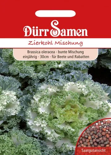 Dürr-Samen - Zierkohl Bunte Mischung einjährig 30 cm Saatgut