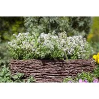 Thymus Vulgaris Echter Thymian 2-3 Liter Container