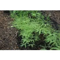 Adiantum Pedatum Pfauenradfarn Ca. 9x9 cm Topf