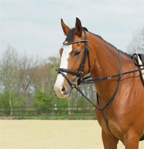 Busse Thiedemann-Kombination BASIC, Größe:Pony, Farbe:schwarz/NP