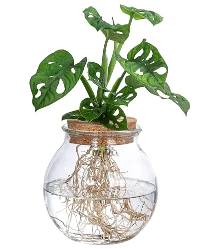 Dehner Waterplant Fensterblatt, Monstera adansonii - Pflegeleichte Zimmerpflanze im Kugelglas - Wasserpflanze im Kugelglas, ideal für Allergiker – kein Umtopfen nötig! Einzigartiges Design und einfacher Pflegeaufwand für ein grünes Zuhause.