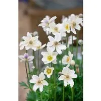 Anemone Multifida Major Berganemone Ca. 9x9 cm Topf