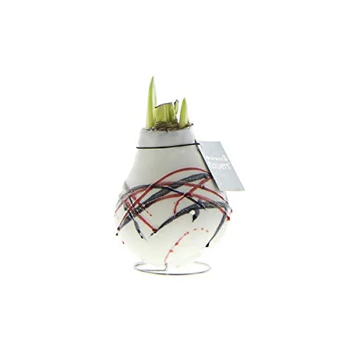 exotenherz Gewachste Amaryllis-Zwiebel Van Gogh Ritterstern Keine Pflege notwendig weiß Gemustert