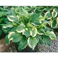 Hosta X Fortunei Aureomarginata Funkie Ca. 11x11 cm Topf