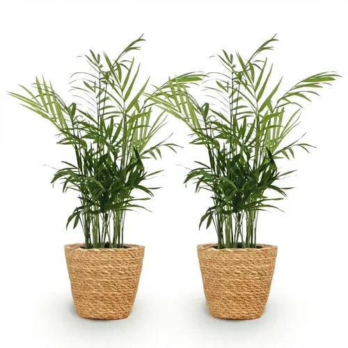 2x Chamaedorea elegans
