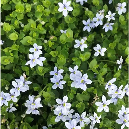 Garten-Scheinlobelie 'Blue Star' - Isotoma axillaris 'Blue Star', blauer Bubikopf, im Topf 12 cm, winterhart, in Gärtnerqualität von Blumen Eber - 12 cm