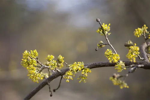 Cornus mas 'Aurea' - Gelbe Kornelkirsche, 1 St. - Die goldlaubige Kornelkirsche 'Aurea' ist ein attraktives Ziergehölz mit leuchtend gelben Blüten und dekorativen roten Früchten. Ideal für sonnige Standorte, bringt sie Farbe und Struktur in jeden Garten.