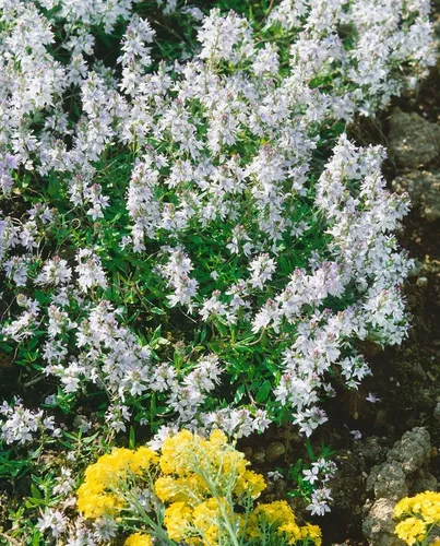 Pflanzen für Dich Staude Veronica prostrata Alba, 1 St., Niederliegender Ehrenpreis, Weißer Ehrenpreis