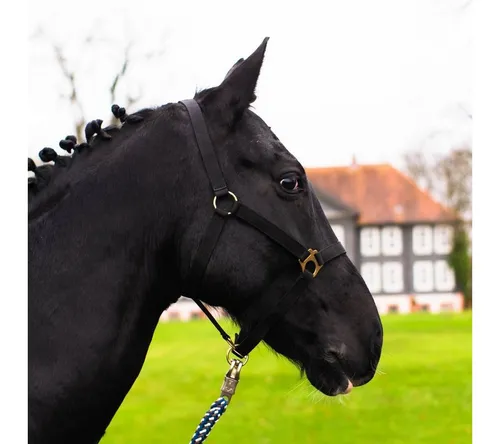 Halfter Schwarz von Pferdelinis