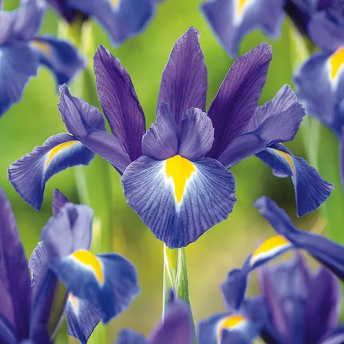 Iris Blumenzwiebeln Zwiebeln Blüten Holländische Schwertlilie Discovery 10 St.