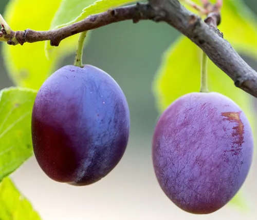 Dehner Zwetschgenbaum Presenta – Robuster Obstbaum mit großen Früchten