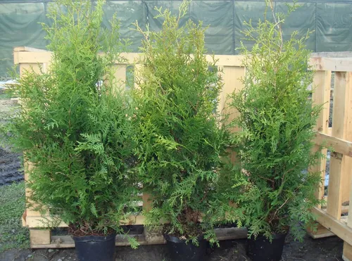 Thuja occidentalis Brabant - Immergrüner Lebensbaum - Ziergehölze: Die Thuja Brabant ist eine schnellwachsende, pflegeleichte Konifere, ideal für dichte Hecken und attraktiven Sichtschutz im Garten.