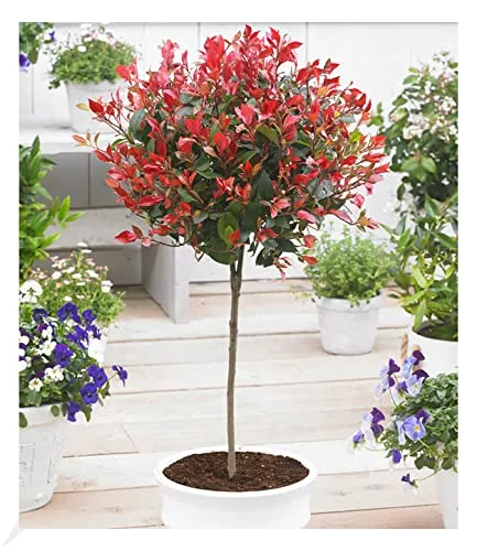 BALDUR Garten Photinia-Stämmchen