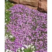 Phlox Douglasii Lilac Cloud Teppich Phlox Ca. 9x9 cm Topf