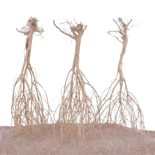Aquaristikwelt24 - Sahara Wurzel 1 Stück 25-35cm Fingerwurzel Echtholz Deko Aquascaping