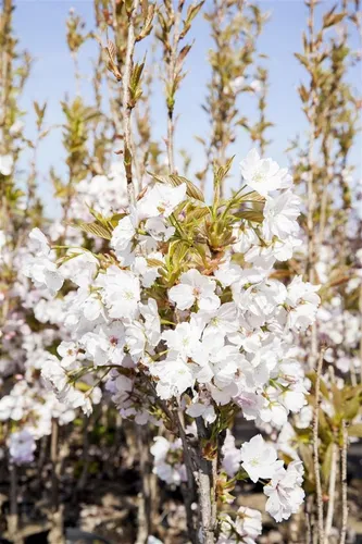 Prunus serrulata 'Amanogawa' Gehölz, rosa Blüten - Adventskalender: Säulenförmiger Kirschbaum mit rosa Blüten, ideal für sonnige, windgeschützte Standorte und sorgt für fröhliche Frühlingsakzente.