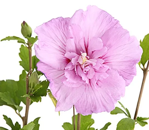Dehner Hibiscus Lavender Chiffon, halbgefüllte rosa Blüten, ca. 40-50 cm, Zierstrauch