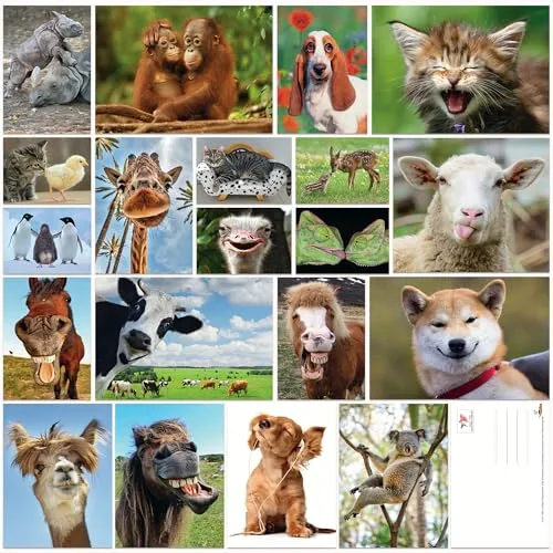 Edition Colibri Tier-Postkarten-Set Lustige and Niedliche Postkarten aus aller welt für Kinder, Freunde, Teamgeschenke and Postcrossing, Handgemacht, Made in Germany, Nachhaltig produziert (Set 6)