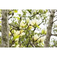 Magnolia 'Honey Tulip' – Edle Tulpen-Magnolie 60-80 cm - Die Magnolia 'Honey Tulip' begeistert mit honigfarbenen Blüten und kompakter Wuchsform. Ideal für kleine Gärten oder als Kübelpflanze. Pflegeleicht und blühfreudig in sonniger bis halbschattiger Lage.