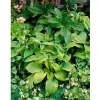 Hosta Sieboldiana August Moon Funkie Ca. 11x11 cm Topf