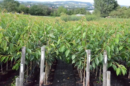 Kirschbaum `Sunburst´ in rot von ARTland