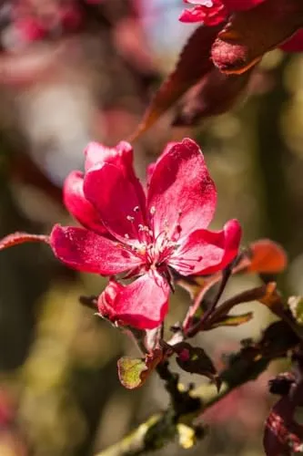 Malus 'Dark Rosaleen' - Zierapfel mit dunkelroten Blüten - Blumen & Pflanzen - Pflegeleichter Zierapfel mit dunkelvioletten Blüten, ideal für kleine Gärten und bienenfreundlich. Winterhart und trockenheitsresistent, perfekt für Gartenanfänger!