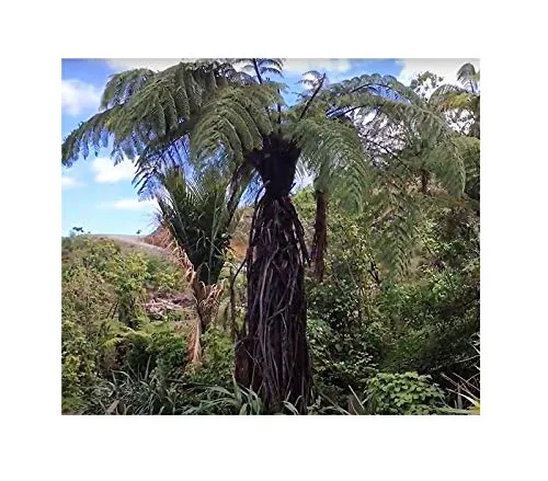 Stk - 10x Cyathea medullaris Schwarzer Baumfarn Garten Pflanzen-Samen B1061 - Seeds & Plants Shop by Ipsa