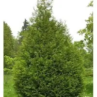 Produktbild Riesen Lebensbaum Atrovirens 40-60cm - Thuja plicata