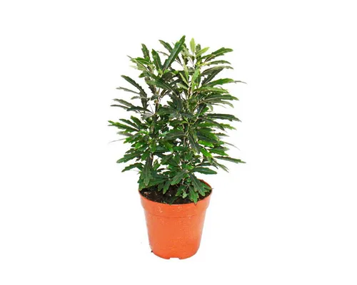 Exotenherz Zimmerpflanze Zimmerpflanzen und Grünpflanzen luftreinigend im 12-14cm Topf