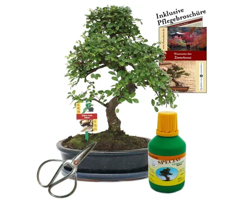 Exotenherz Bonsai Chin. Ulme 10 Jahre - Einzigartiger Zimmerbaum - Zimmerpflanze Bonsai Ulmus parvifolia, liebevoll gestaltet und ein Unikat. Ideal für kühle Fensterplätze, inklusive Untersetzer und Pflegeset für optimale Pflege.