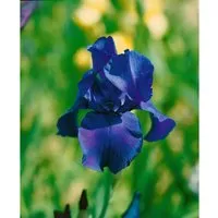 Iris X Barb.-Elat.'Matinata' Schwertlilie Ca. 11x11 cm Topf