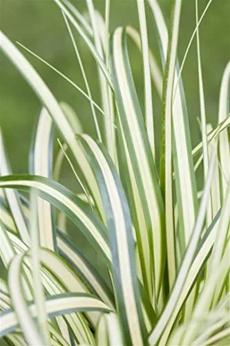 Carex oshimensis 'Evergold' 9x9 cm Topf – Winterhart, Mehrjährig, Pflegeleicht – Japan-Segge – Ziergras für Kübel & Beet