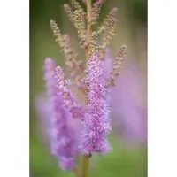 Astilbe Chinensis Var.pumila Zwerg Astilbe Ca. 9x9 cm Topf