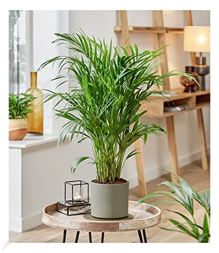 BALDUR-Garten Bäume von BALDUR-Garten