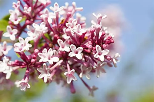 Syringa microphylla 'Superba' - Duftender Zwergflieder mit rosa Blüten - Blumensamen & -pflanzen: Pflegeleichter, winterharter Zwergflieder mit zartrosa, duftenden Blüten. Ideal für kleine Gärten und zieht Bienen sowie Schmetterlinge an.