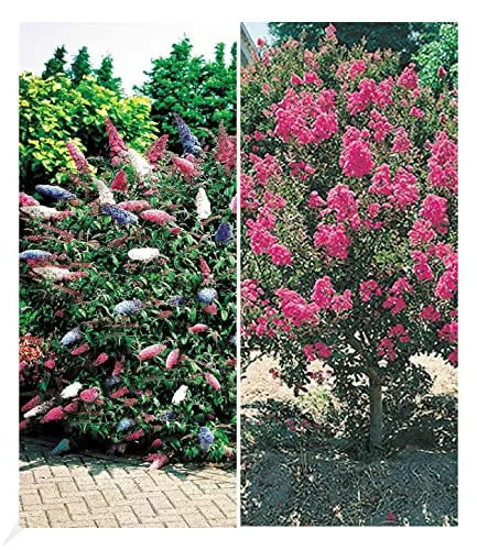 BALDUR Garten Blüten-Sträucher-Kollektion Sommerflieder und Flieder des Südens, 2 Pflanzen Buddleia davidii, Schmetterlingsflieder und Lagerstroemia Kräuselmyrte, winterhart, blühend