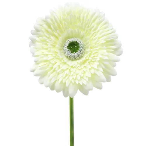 Künstliche Gerbera Weiß 62 cm - 6 Stück Seidenblumen für Dekoration - Set aus 6 künstlichen Gerbera in strahlendem Weiß, ideal für Hochzeiten und Wohnzimmer. Perfekte Wahl für eine stilvolle und langlebige Dekoration ohne Pflegeaufwand.