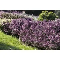 Erica Darleyensis Winterheide Rosa Ca. 11x11 cm Topf