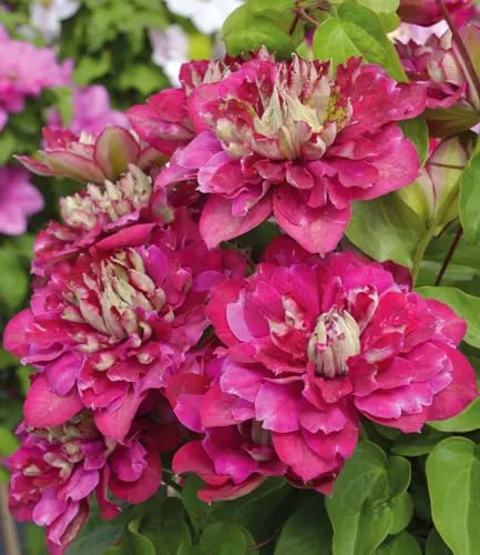 BALDUR Garten 1x Clematis 'Hot Kisses®', Pflanze im 9x9 cm-Topf, große gefüllte Blüten, reichblühend mit Farbspiel, Blickfang am Spalier & Zaun, mehrjährig, winterhart & pflegeleicht