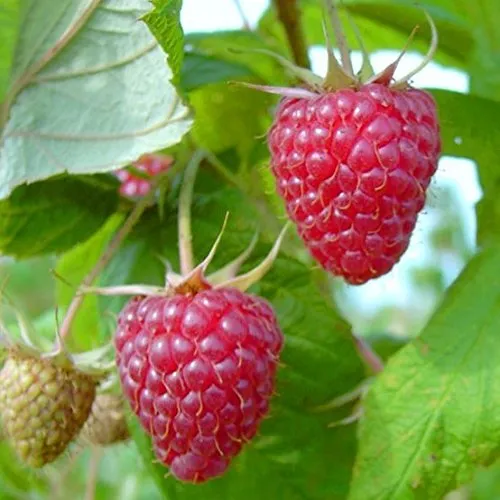 Himbeere Aroma Queen (R) mehrfachresistent herbsttragend aromatisch 40-60 cm im 2-3 Liter Topf