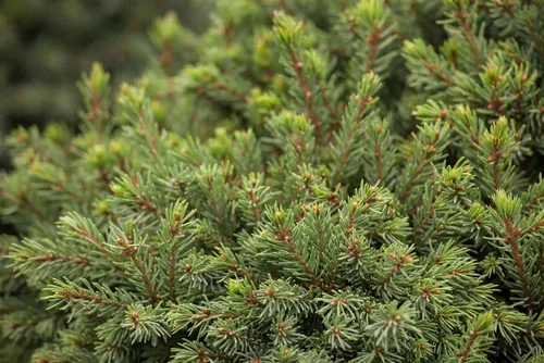 Pflanzen für Dich Kugelfichte Picea glauca Echiniformis, 1 St. - Die kompakte Kugelfichte ist ideal für kleine Gärten und Terrassen. Ihre dichte, polsterförmige Wuchsform sorgt das ganze Jahr über für eine attraktive Struktur und harmoniert perfekt mit anderen Pflanzen.