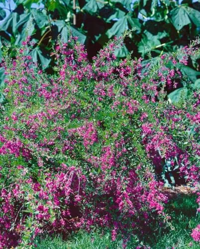 Lespedeza bicolor 30-40 cm in pink von PlantaPro