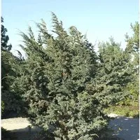 Blauzeder Wacholder 20-25cm - Juniperus squamata