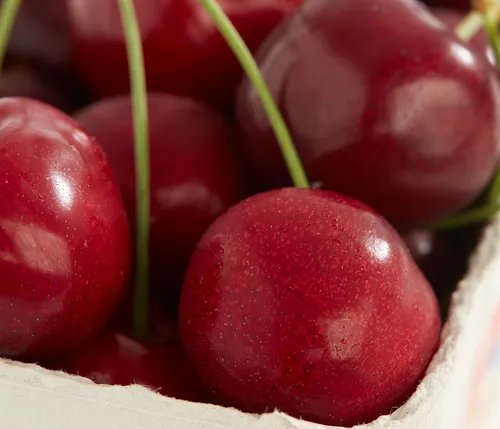 Dehner Obstpflanze Süßkirsche Burlat – Ertragreicher Kirschbaum mit saftigen Früchten - Die Süßkirschensorte Burlat überzeugt mit großen, süßen Kirschen und hohen Erträgen. Ideal für sonnige Standorte und vielseitig in der Verarbeitung – perfekt für frische Kuchen oder köstliche Marmelade.