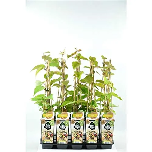 Kiwi 'Hayward' Pflanze 60-70 cm – Actinidia deliciosa – weiblich, winterhart, selbstfruchtbar mit männlicher Pflanze, süße große Früchte – ideal für Garten & Terrasse