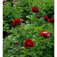 Produktbild Strauchpfingstrose Rot